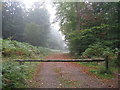 Forest entrance at Fancy Road