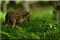 TQ3643 : Muntjac Deer Fawn by Peter Trimming