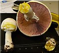 Agaricus xanthodermus - indicative chrome yellow