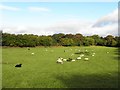 Sheep, Kilmore Robinson