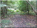 Path in Oakenhill Wood