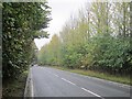 Trees beside the A91