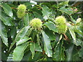 Sweet chestnut [Castanea sativa]