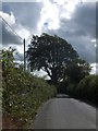 Solitary tree by the road near Wickeridge