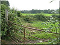 Gate and hedge on Awre Road