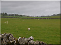 Grazing by Skellaw Hill