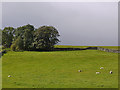 Field and trees near Walmgate farm