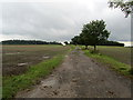 Track leading to Leaconfield Plantation