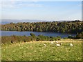 Sheep, Loch Hill