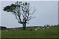 Windswept tree near Rhyndaston Fawr