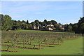 New cider apple orchard at Great Woodend Farm