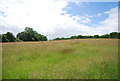 Meadow near Rye Green Farm