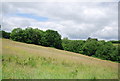 Grassy hillside