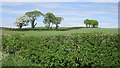 Field, Langlands