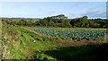 Vegetable field