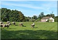 Field and sheep, Shipton