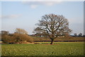 Tree next to wooded pond