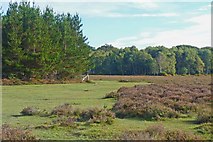 SU2804 : Poundhill Heath, New Forest by Mike Smith