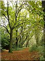 Woodland, Holmwood Common