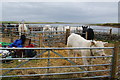 Cattle pens at the East Mainland Show