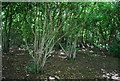 Coppicing near Stocklands Farm