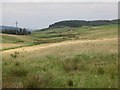 Hill grazing near Plains