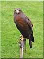 SK5639 : Bird of prey awaits by Dave Pickersgill