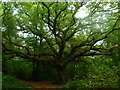 The Lindford Oak