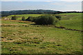 Upland grazing near Llangadfan