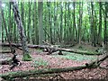 Fallen trees in Spring Wood