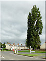 Poplar tree and Ruskin Road in Old Fallings, Wolverhampton