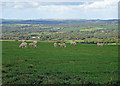 Sheep pasture, Eglwyswen