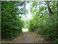 Path through the woodland at Pickhurst Green