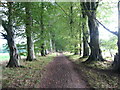 Beech lined track leading towards Kemnay