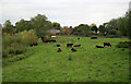 Field near Mickle Trafford Mill