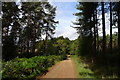 Cycle Route 6 through Forest Cottages Plantation