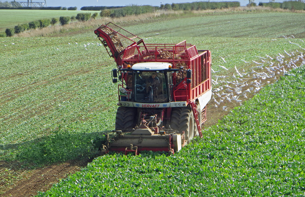 Beet Harvesting near North Wold Farm © David Wright cc-by-sa/2.0 ...