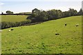 Sheep west of Dolbeare Park