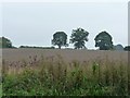 Trees on a field boundary, south of Clench