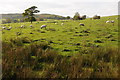 Sheep near Belan-fach