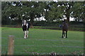 Mid Devon : Horses Grazing