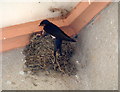 Swallows, Buckland House