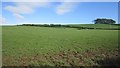 Ayrshire grassland