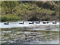 Migrating (?) geese on loch