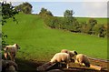 SX8868 : Sheep on Kerswell Hill by Derek Harper