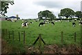 Cattle grazing near Eithin-man