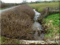 ST4288 : St Brides Brook in late winter, St Brides Netherwent by Jaggery