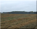 Farmland towards Birkie Wood