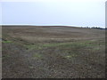 Farmland near Whitehill Plantation