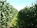 Path through the maize